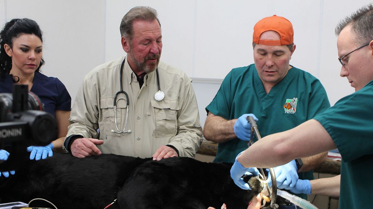 dr. ole: tierarzt im einsatz