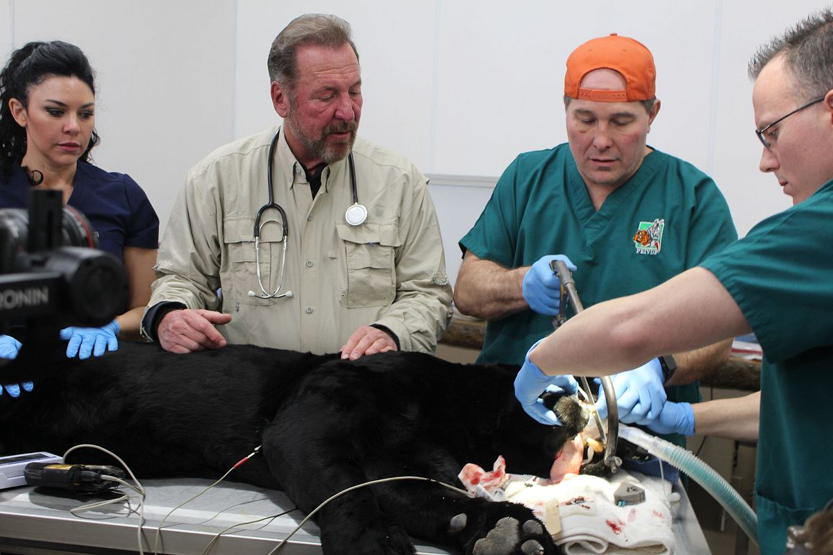 dr. ole: tierarzt im einsatz