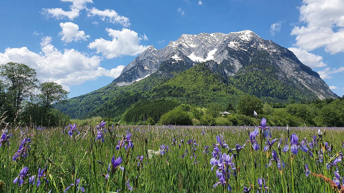 geheimnisvolle wiesenwelt