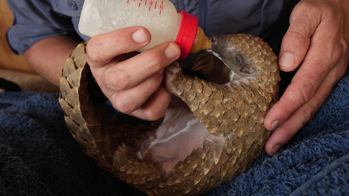 tierbabys in not: rettung in der wildnis