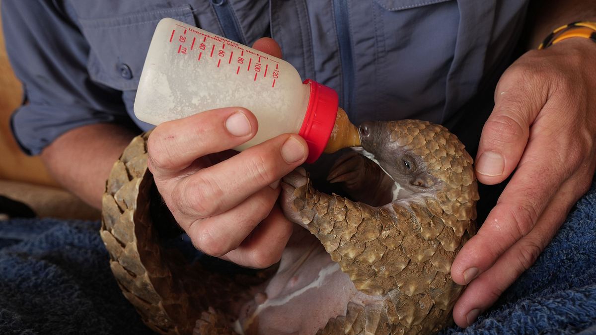 tierbabys in not: rettung in der wildnis