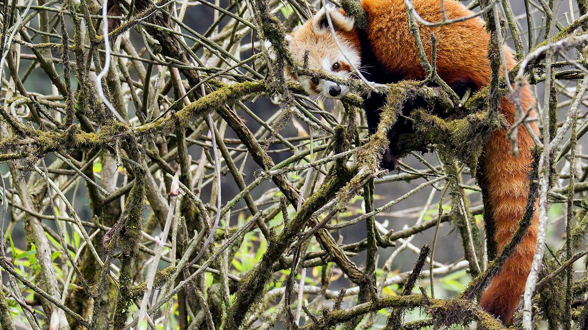 phoenix dok.thema: wilde pfoten