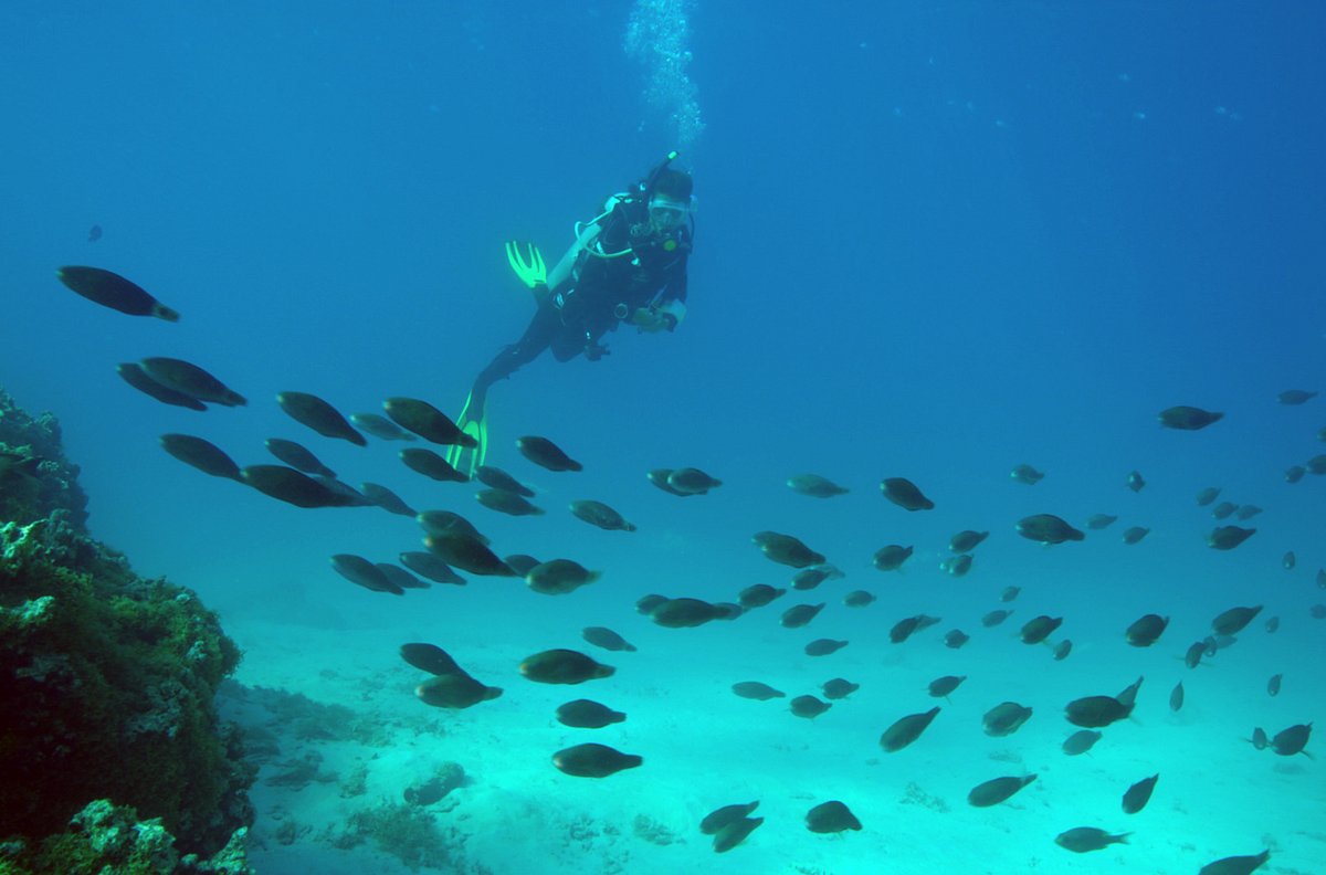 fische, schlauer als gedacht?