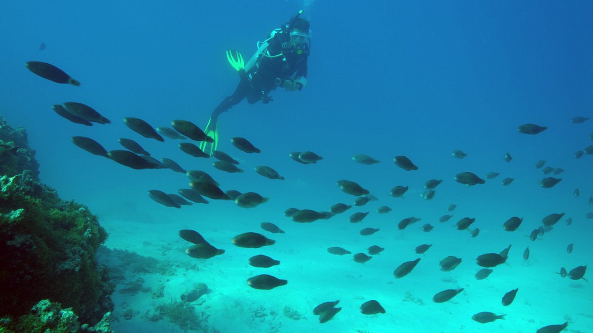 fische, schlauer als gedacht?
