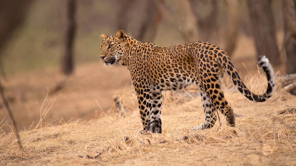 sri lankas leoparden-dynastie
