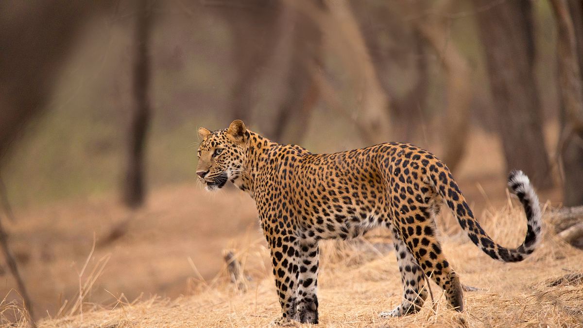 sri lankas leoparden-dynastie