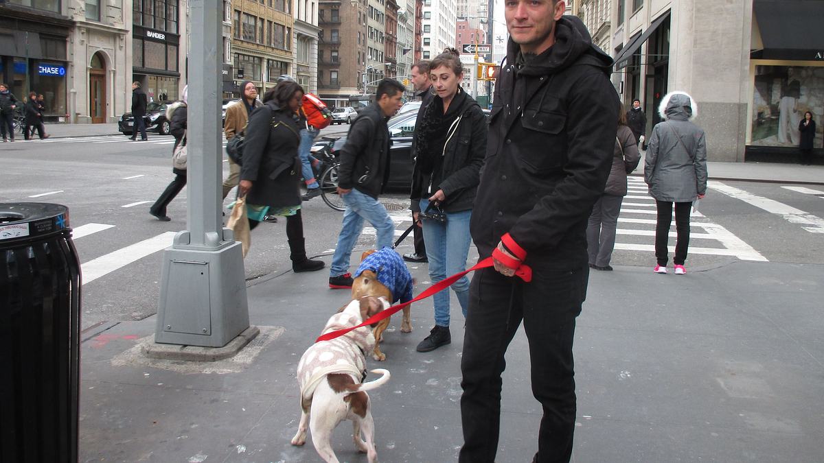 pitbulls auf bewährung