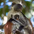Tierische (R)Evolution Thumbnail