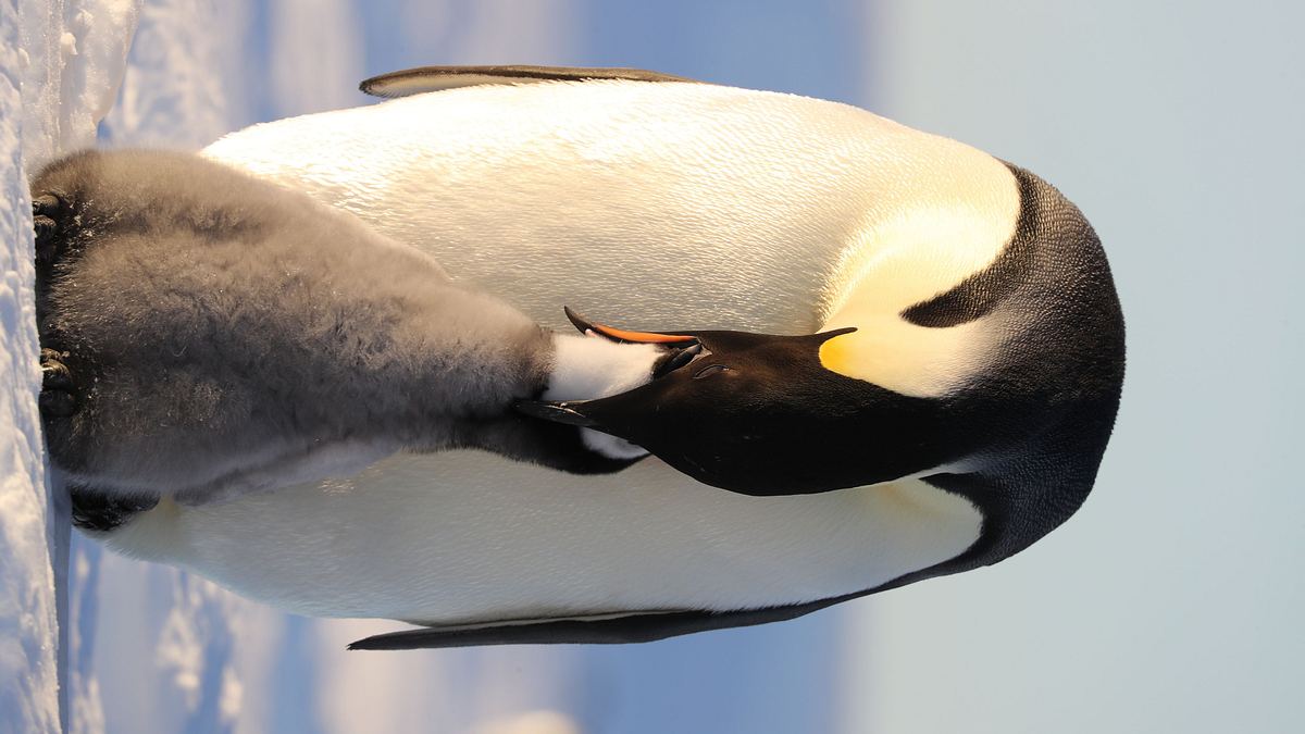 die geheimnisvolle welt der pinguine