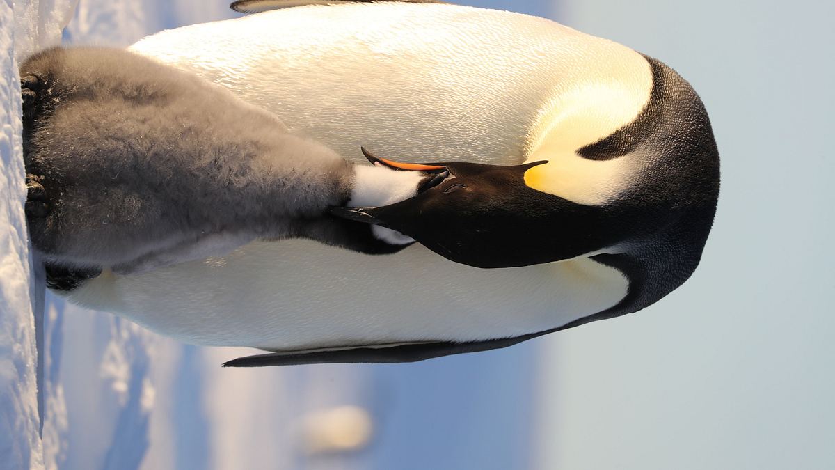 die geheimnisvolle welt der pinguine