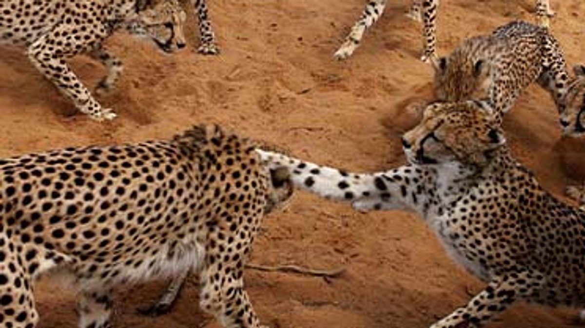 das waisenhaus für wilde tiere - abenteuer afrika