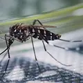 Globalisierung der Natur: Invasive Arten Thumbnail