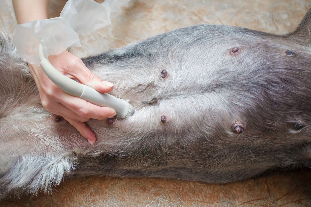 Die Tierärzte von Houston die tierärzte von houston