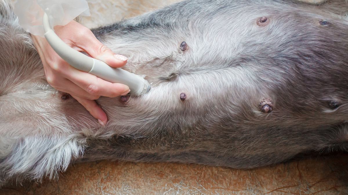 die tierärzte von houston