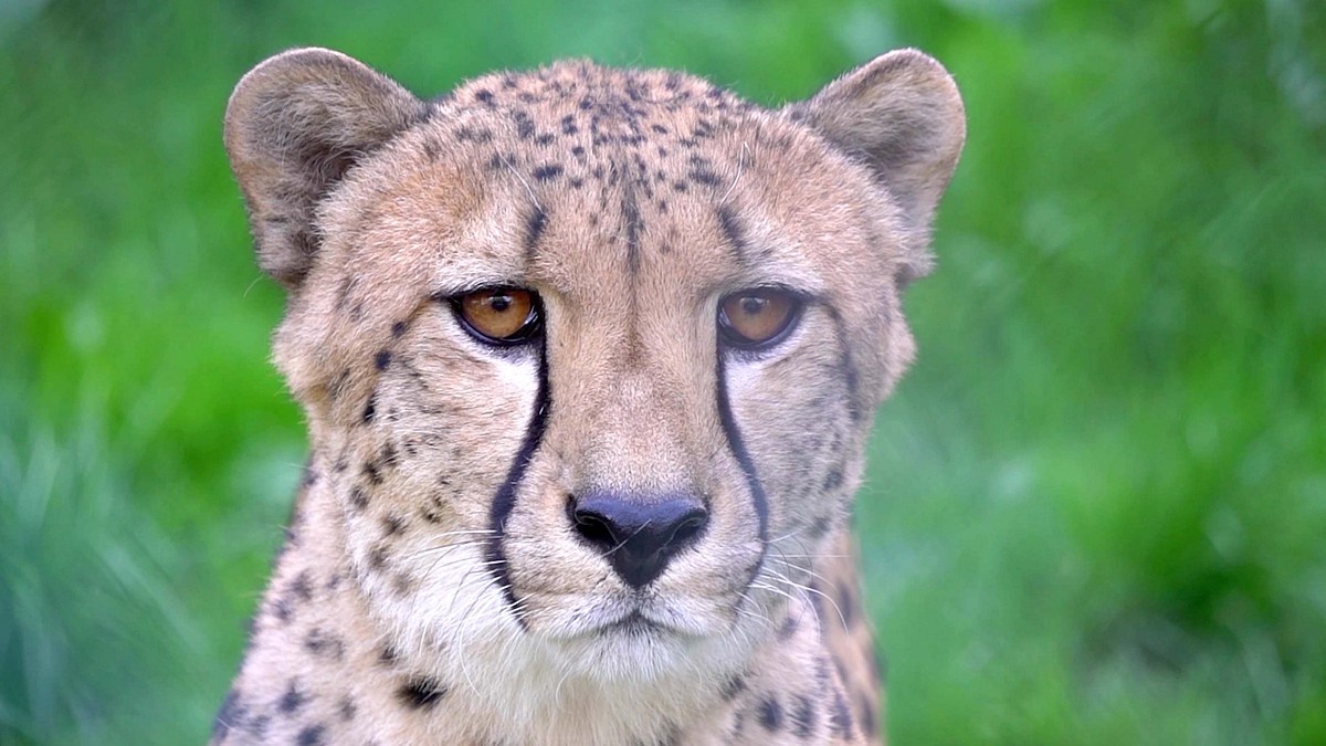 tierisch gute augen