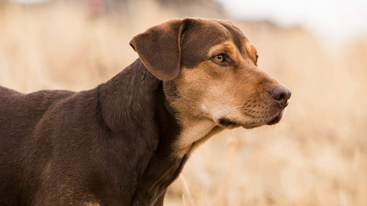 die unglaublichen abenteuer von bella