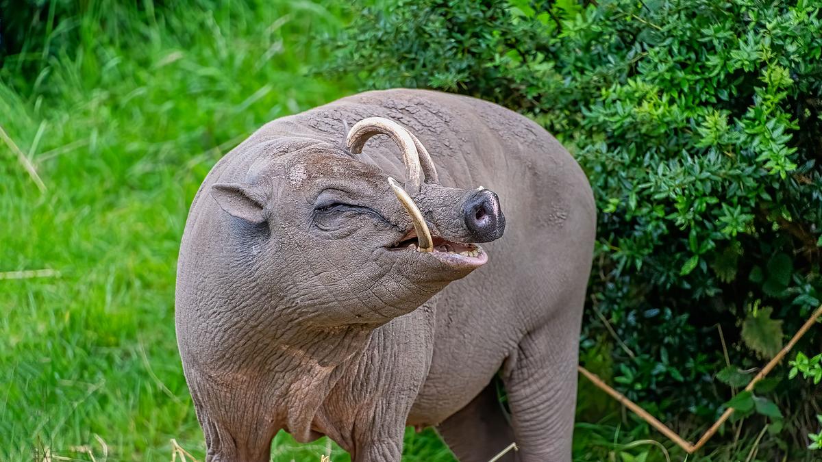 bronx zoo - tierpark der superlative