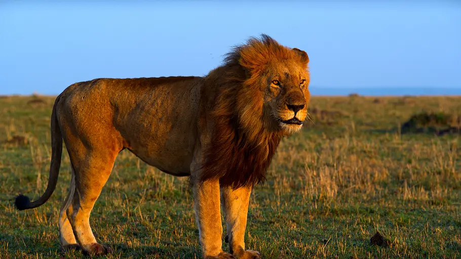 afrikas ikonen der tierwelt