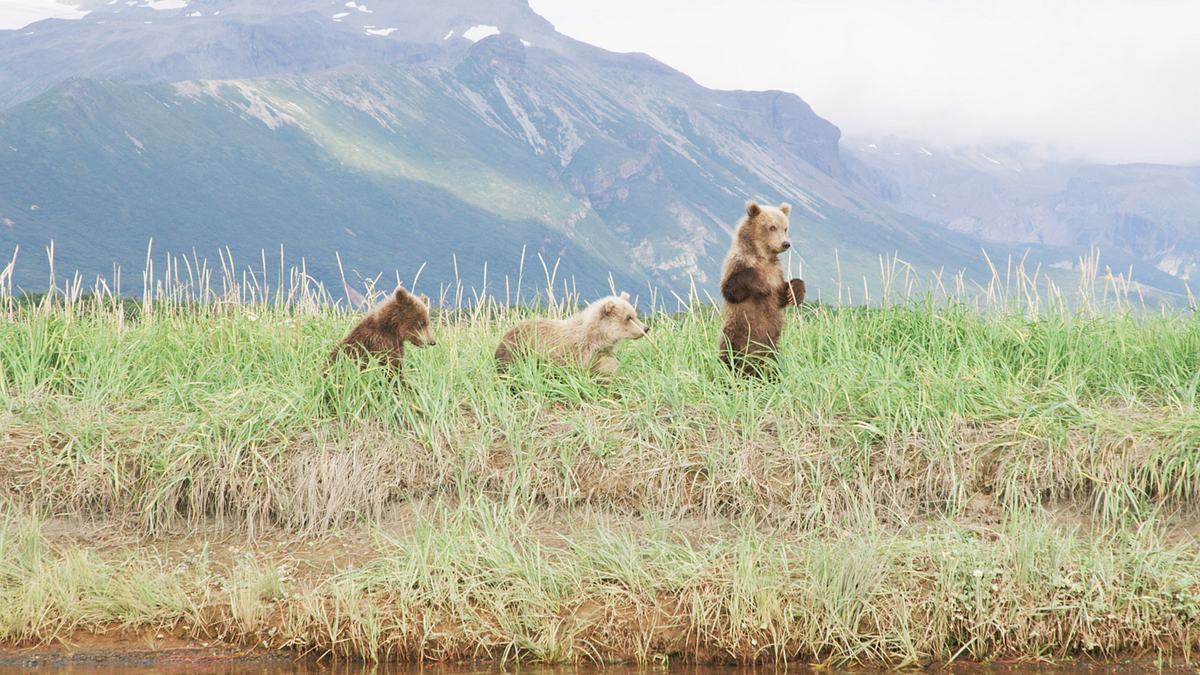 tracker diaries - die bären von alaska