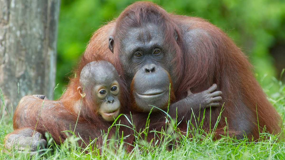 die zaubertricks der tiere