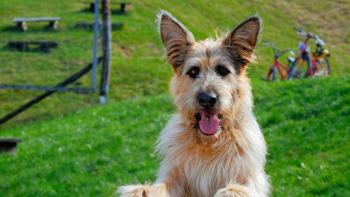 racko - ein hund für alle fälle