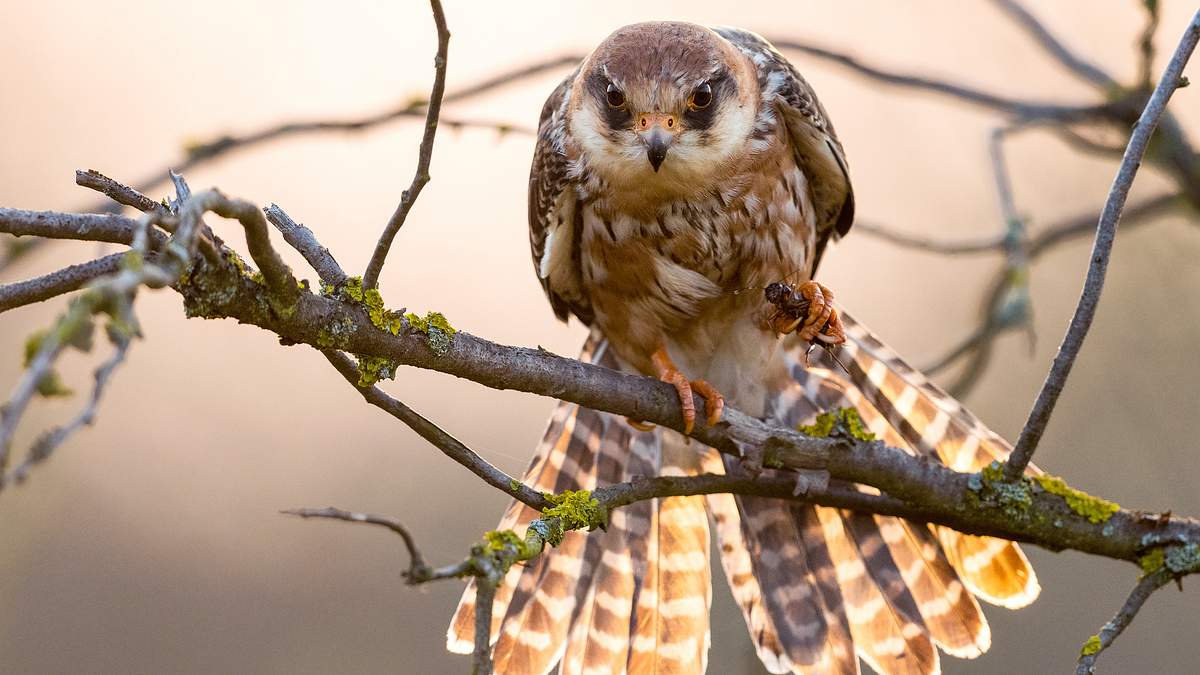 faszinierende flieger - das geheimnis der zugvögel