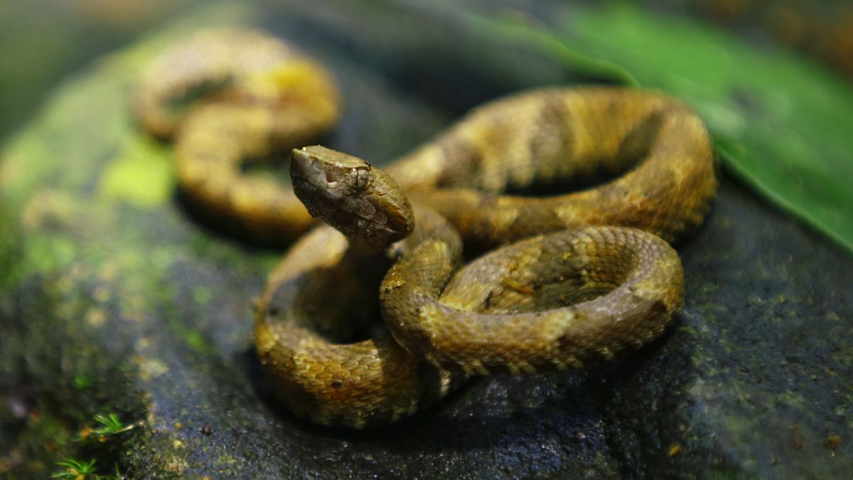 extreme survival mit hazen audel: wettlauf durch den amazonas