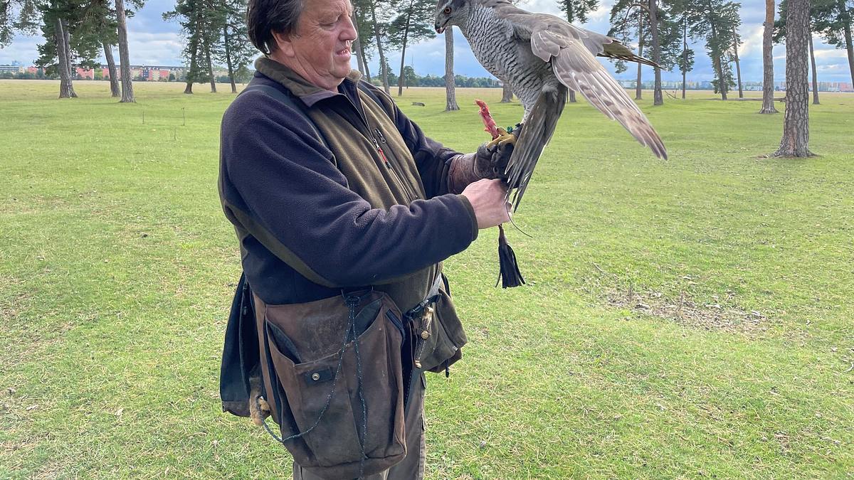 die kunst der beizjagd - falknerei in bayern