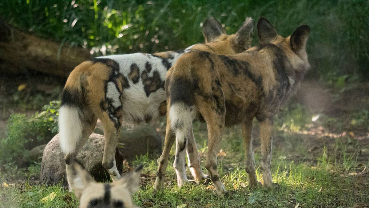bronx zoo - tierpark der superlative