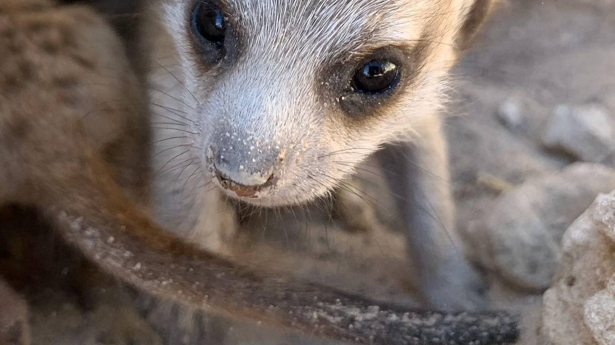 das wunder des lebens: tierbabys