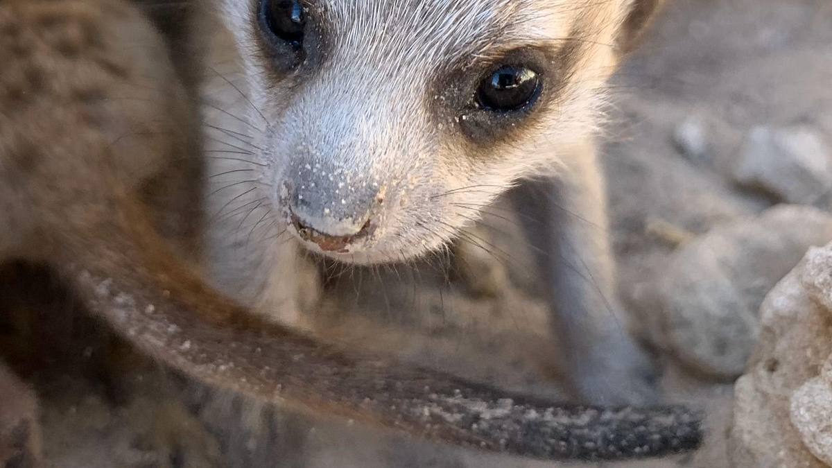 das wunder des lebens: tierbabys