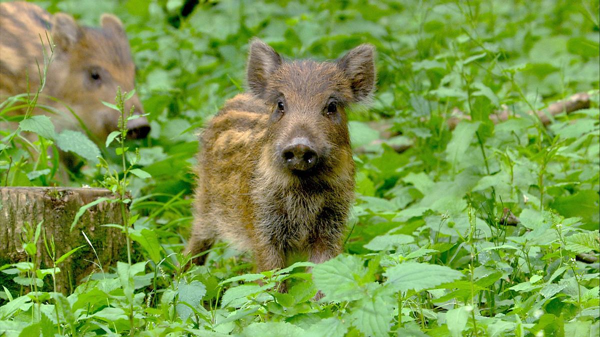 der wilde wald der kaiserin