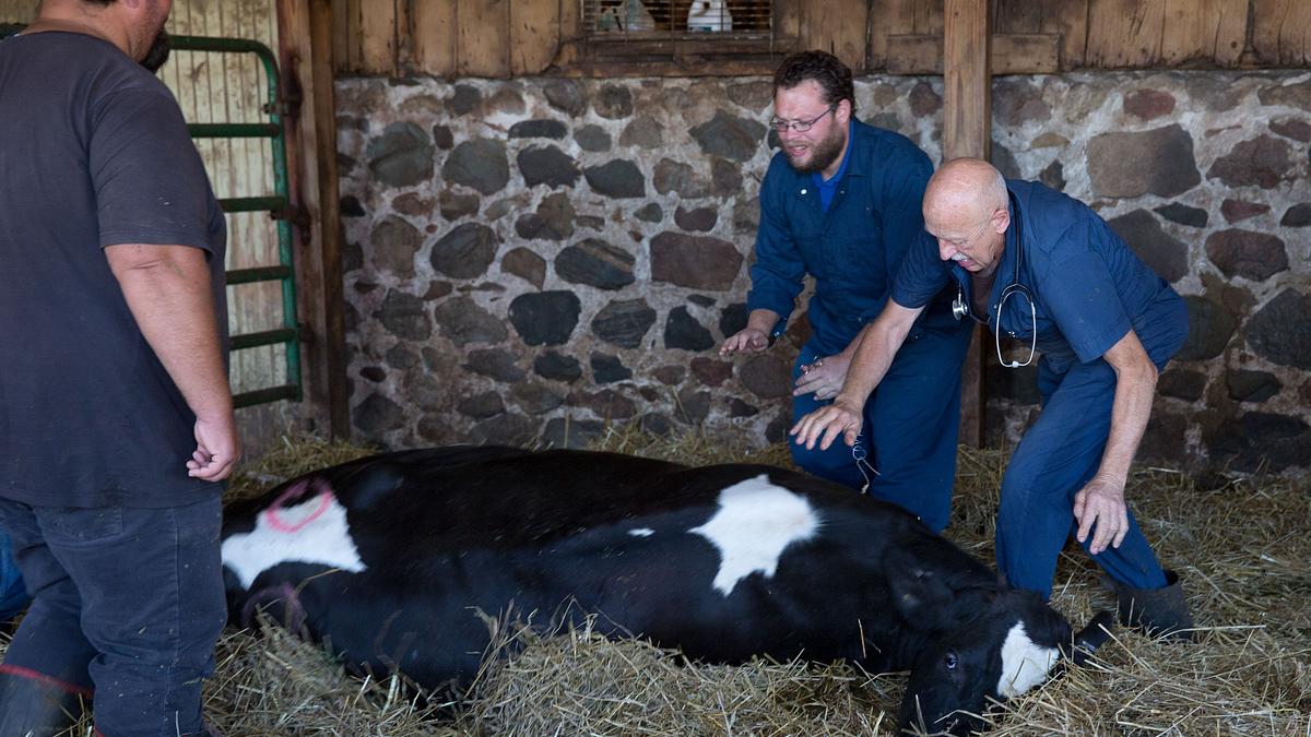 der unglaubliche dr. pol