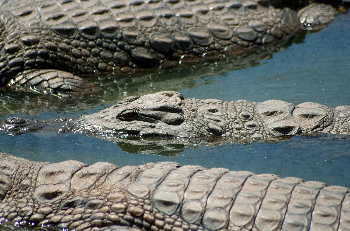 Okavango: Auf Tauchgang mit den Krokodilen okavango: auf tauchgang mit den krokodilen