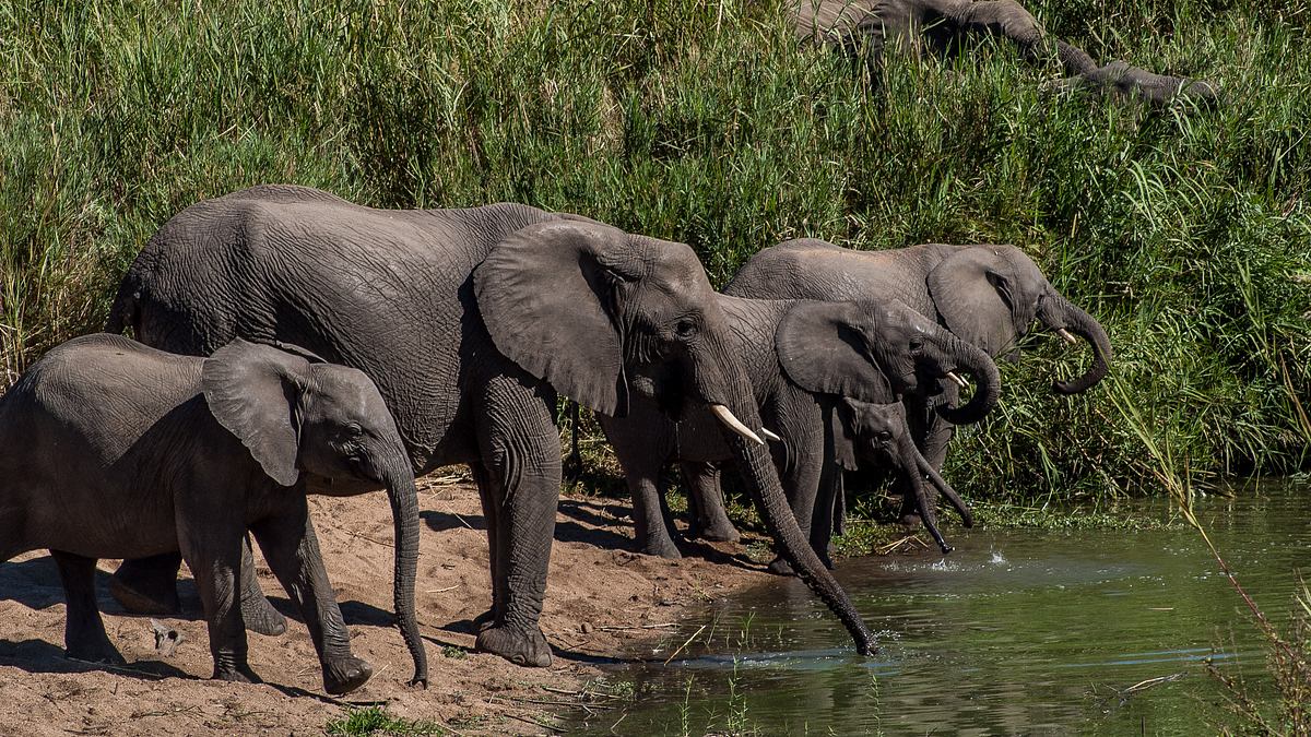 wildes afrika