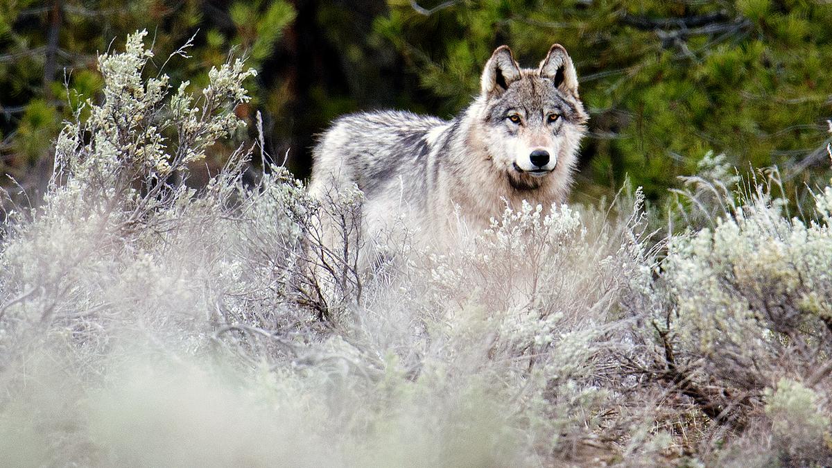 yellowstone - das geheimnis der wölfe
