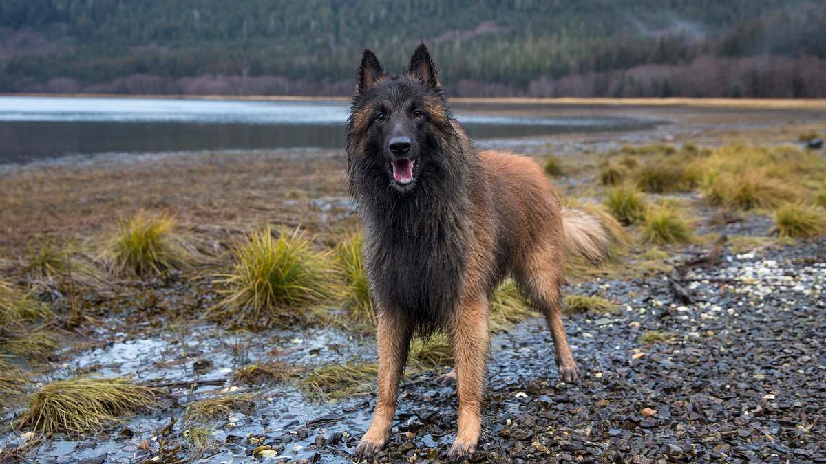 alaskan bush people