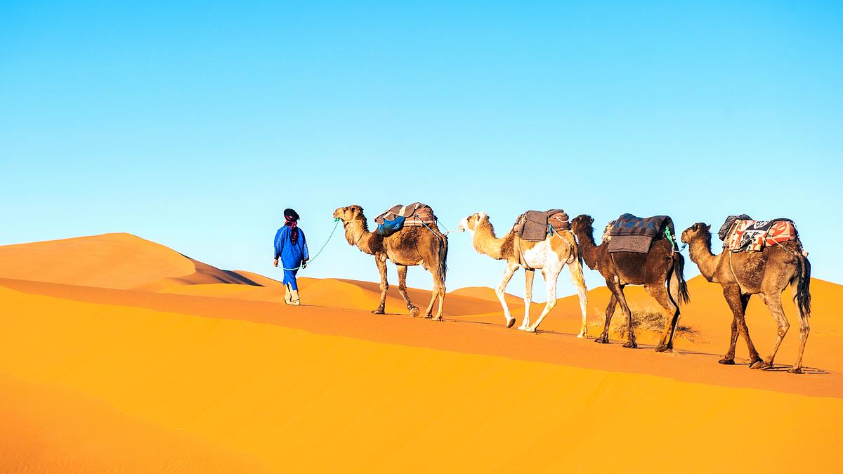 afrikas wilde wunderwelt