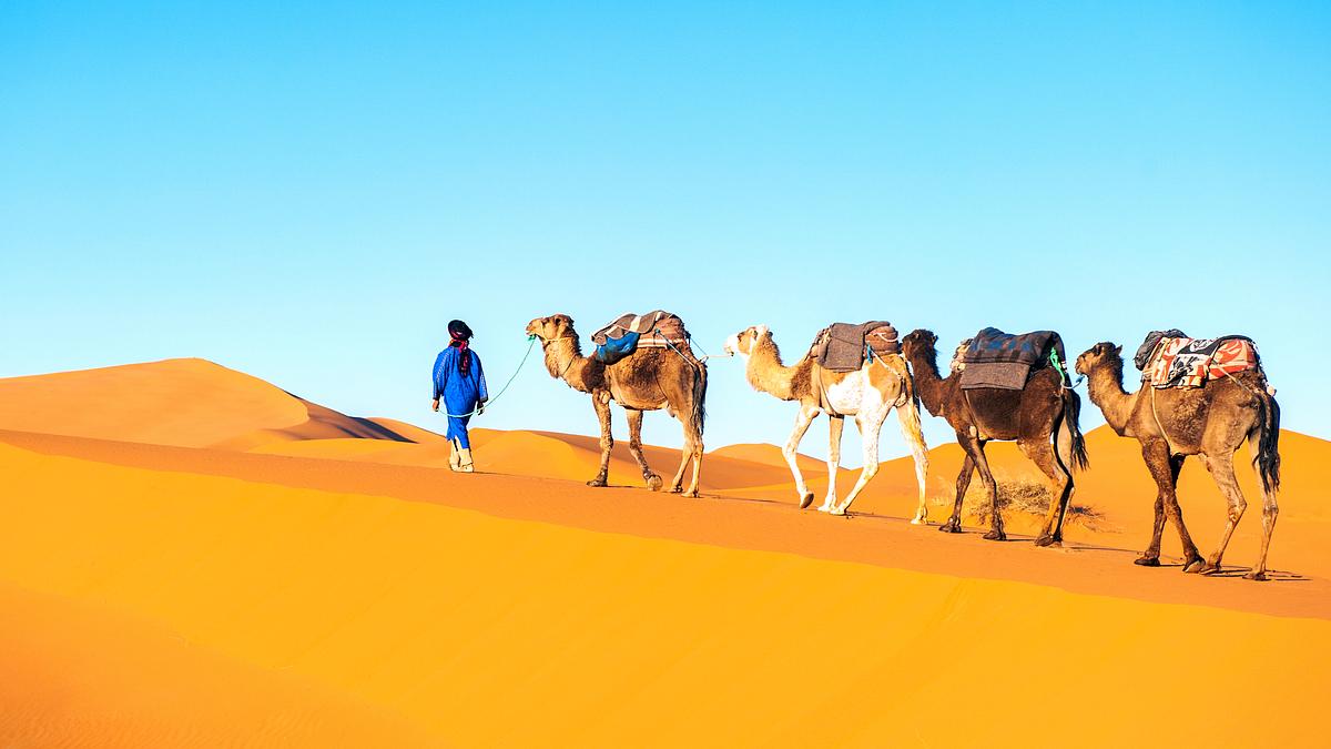 afrikas wilde wunderwelt