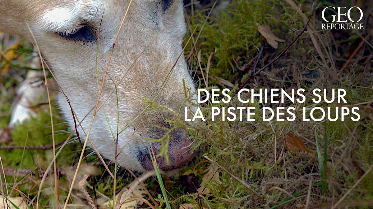 geo reportage