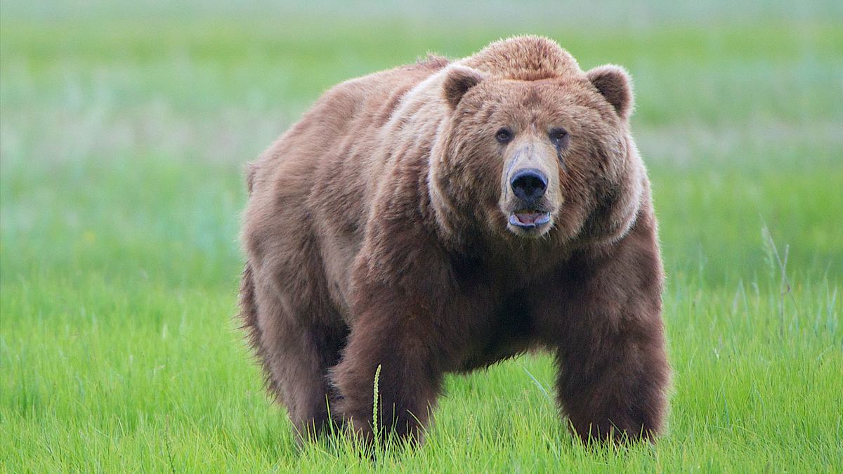 Wenn Tiere angreifen wenn tiere angreifen