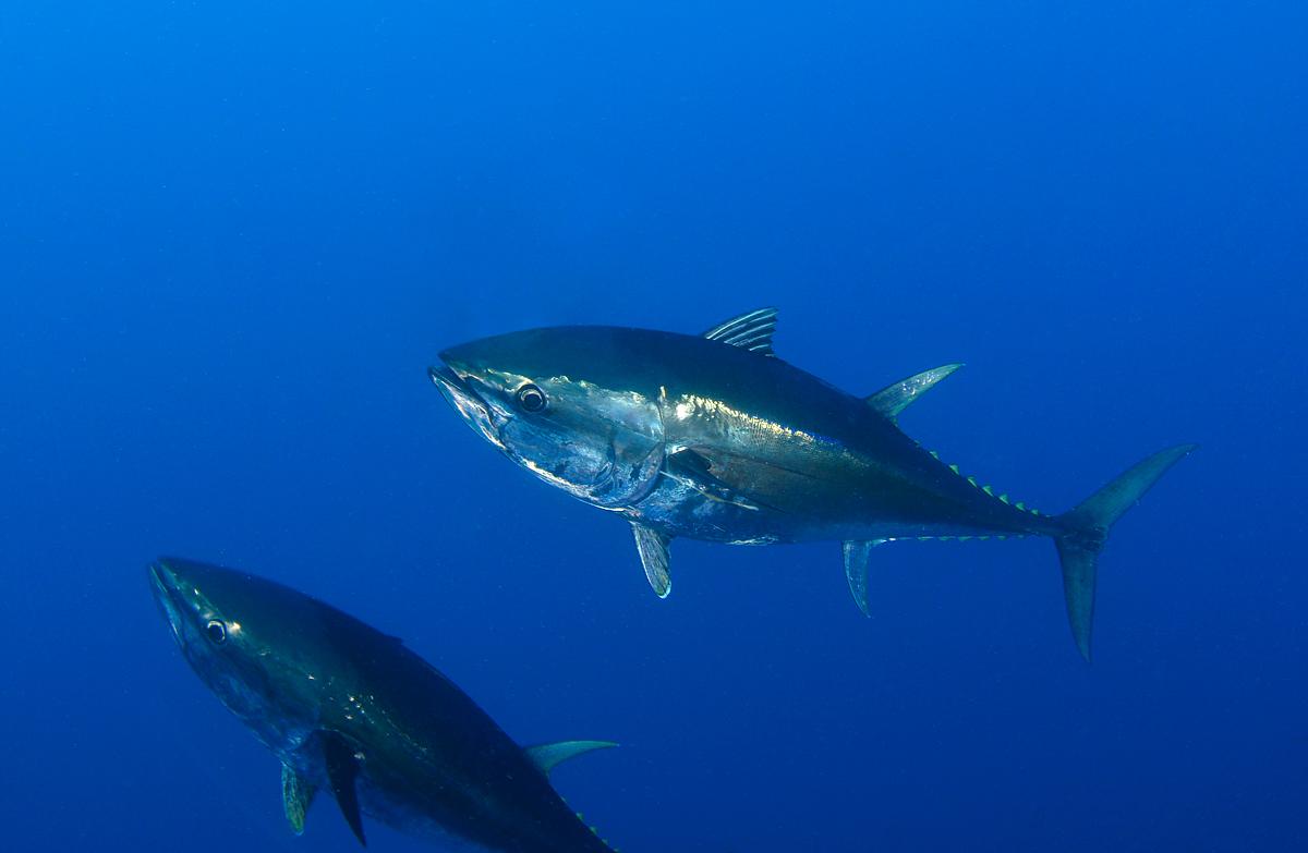 Harpoon Hunters harpoon hunters