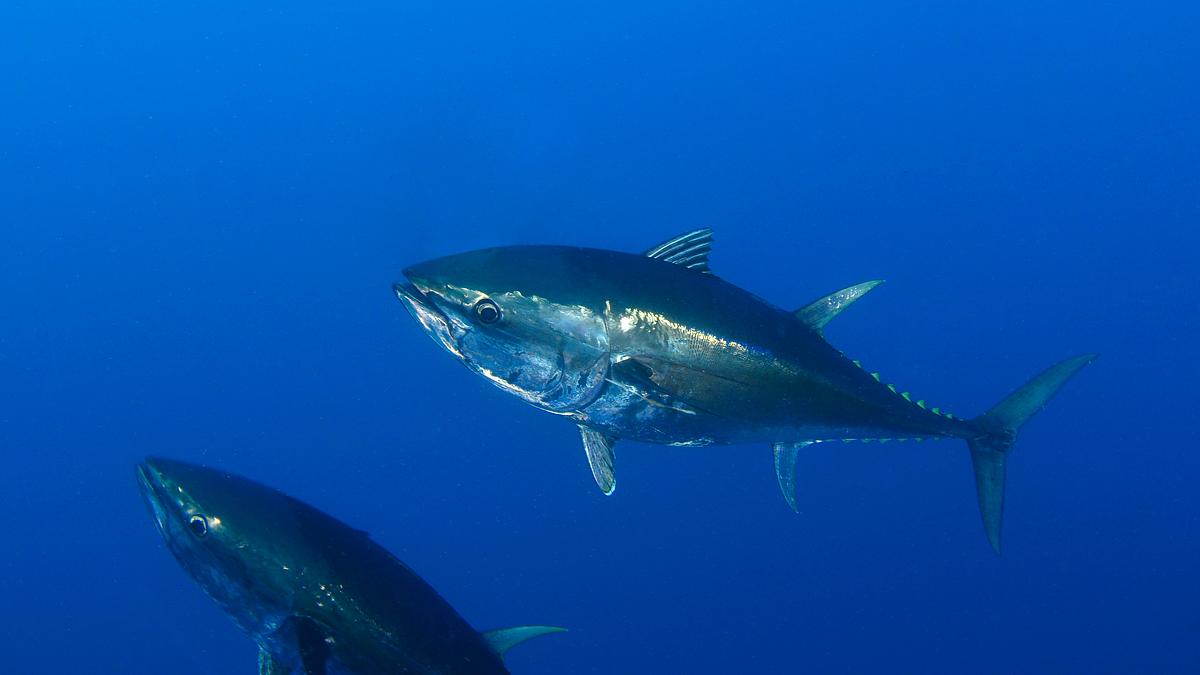 harpoon hunters