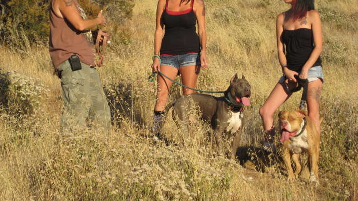 pitbulls auf bewährung