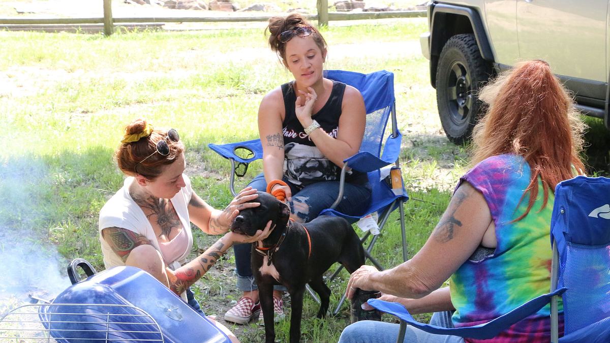 pitbulls auf bewährung