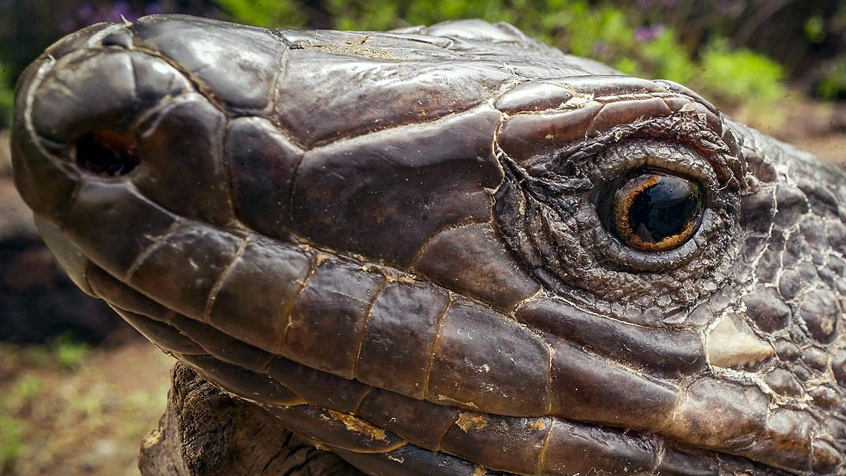 aus dem feuer geboren: die kanaren - inseln der glückseligen