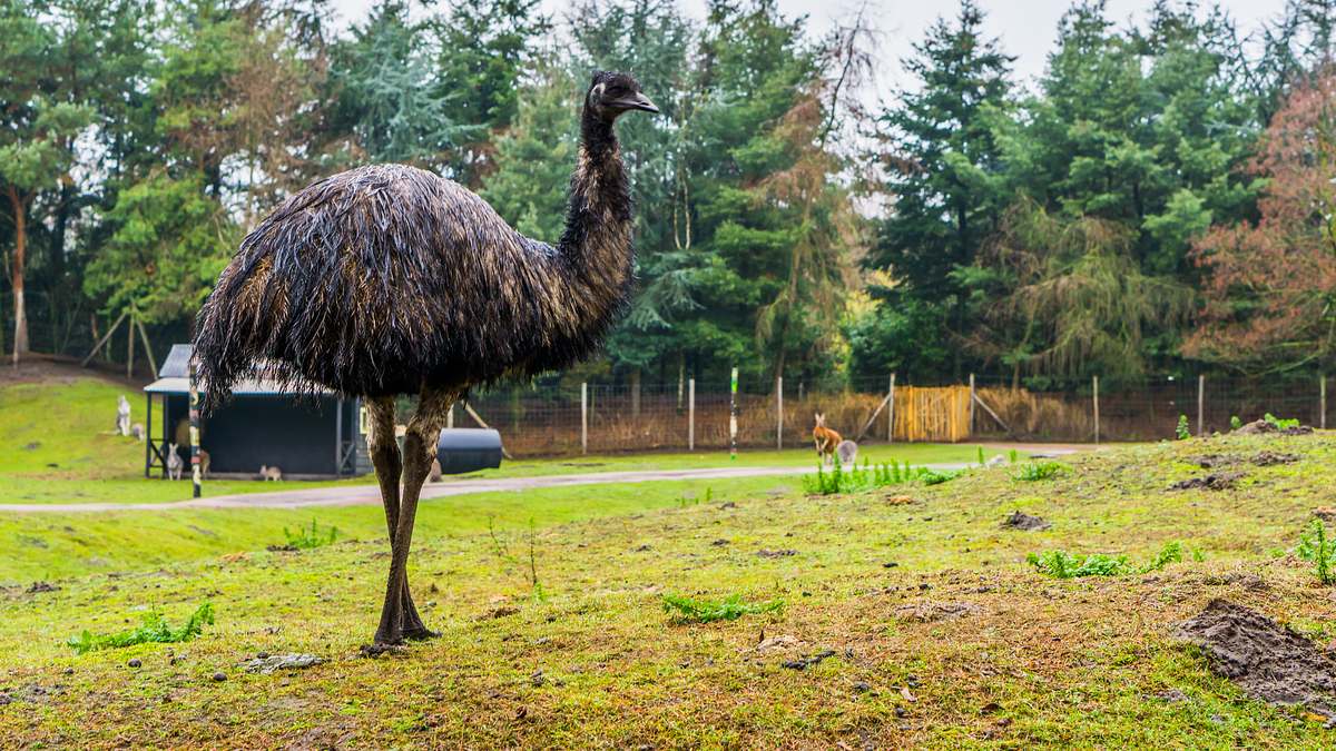 der unglaubliche dr. pol