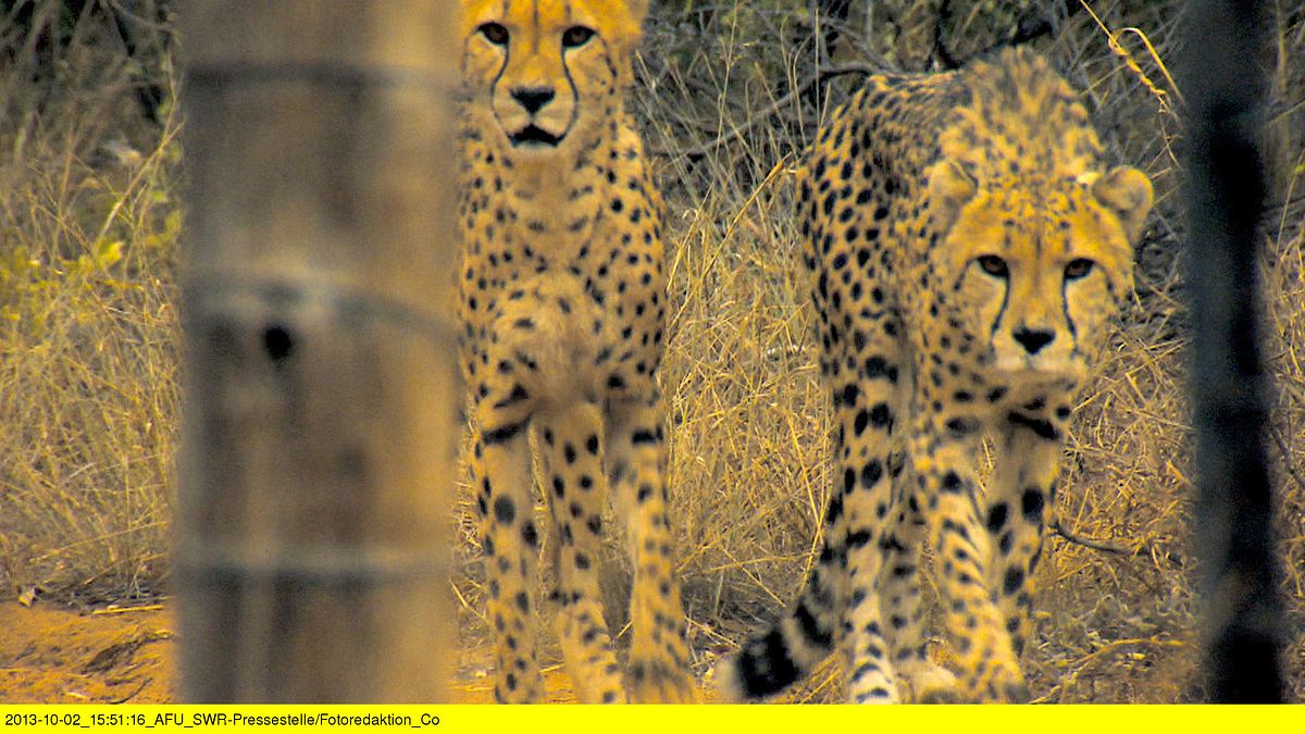 das waisenhaus für wilde tiere - abenteuer afrika