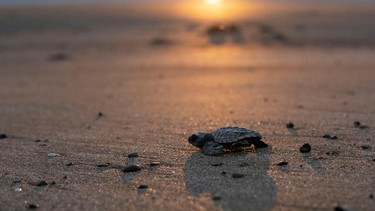 am strand der jaguare