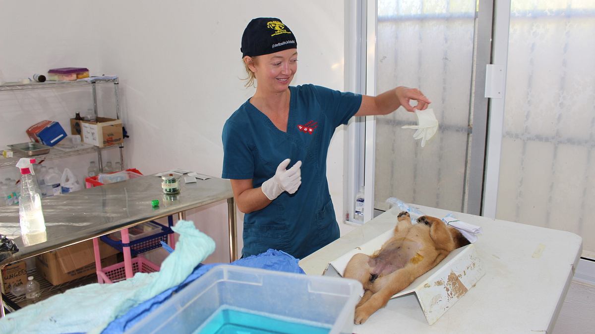tierarzt dr. jeff